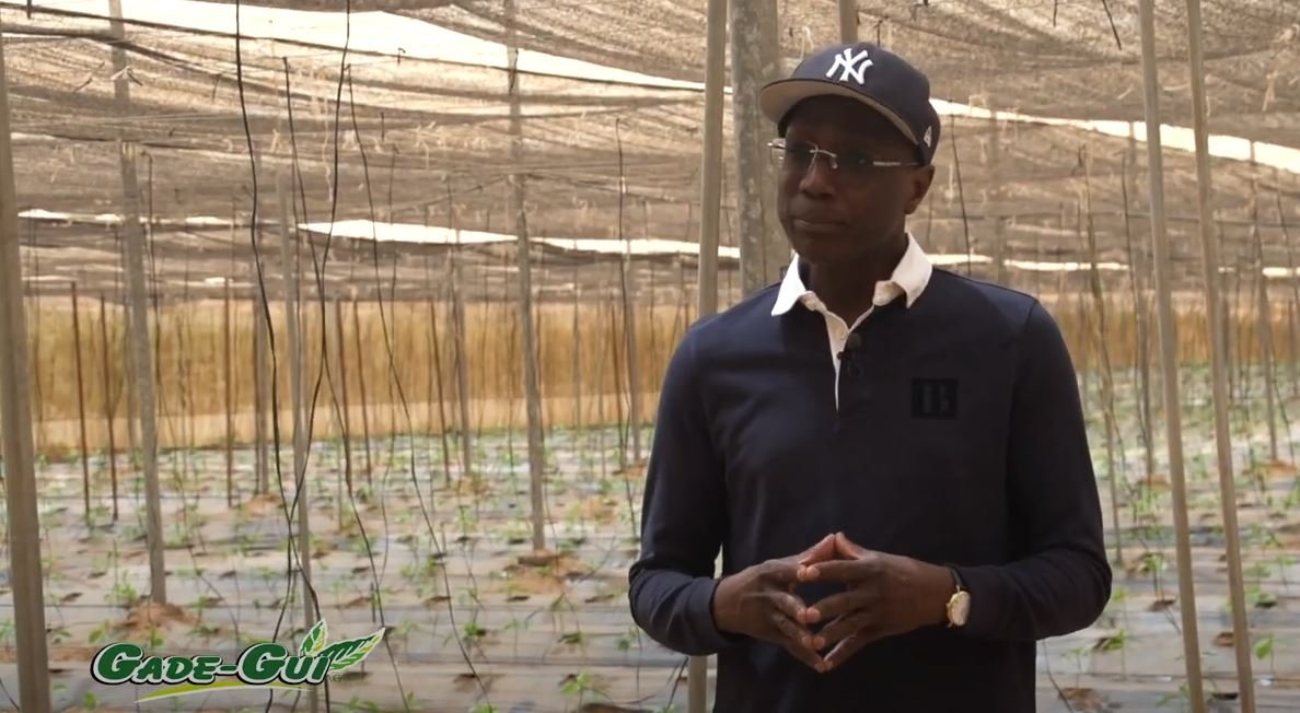 Senegal-Agriculture-Perspectives: Mabouba Diagne calls for the establishment of factory farms –