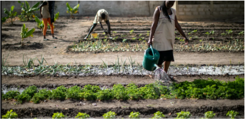 Job creation in the agri-food industry: The Mastercard Foundation injects 27.4 billion CFA to finance 373 agri-entrepreneurs –